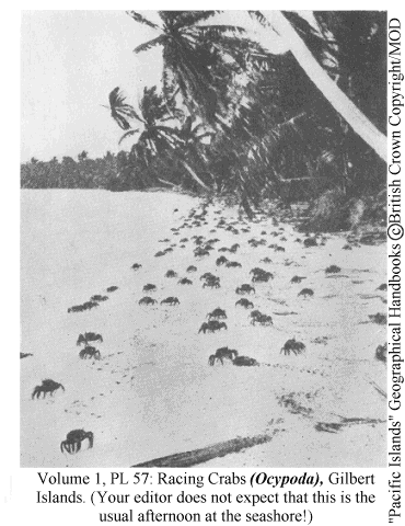 "Racing Crabs" swarming on a beach